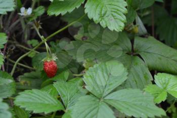 Strawberries. Fragaria vesca. Bushes of strawberry. Red juicy berries. Fragrant berries. Healing berries. Close-up. Green leaves. Berries strawberries. Horizontal photo