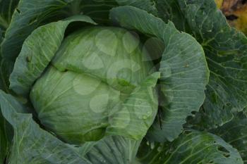White cabbage. Cabbage growing in the garden. Brassica oleracea. Field. Farm. Agriculture. Growing cabbage