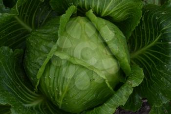 White cabbage. Cabbage growing in the garden. Brassica oleracea. Growing cabbage. Field. Farm. Cabbage close-up