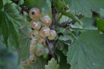 White currants. Ribes rubrum. Berries white or yellow on the branches. Garden. Growing. Close-up. Horizontal