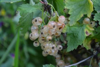 White currants. Ribes rubrum. Berries white or yellow on the branches. Growing. Close-up. Horizontal photo