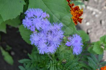 Ageratum Mexican. Ageratum houstonianum. Ageratum houstonianum. Blue fluffy flower. Garden plants. Close-up