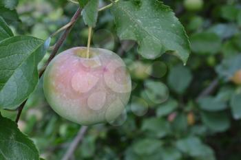 Apple. Grade Florina. Apples average maturity. Fruits apple on the branch. Apple tree. Garden. Farm. Agriculture. Close-up. Horizontal photo