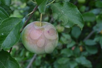 Apple. Grade Florina. Apples average maturity. Fruits apple on the branch. Apple tree. Garden. Farm. Agriculture. Growing fruits. Close-up. Horizontal