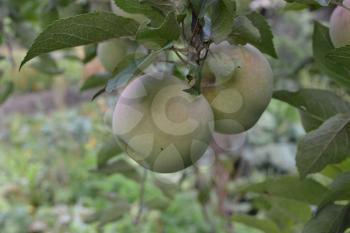 Apple. Grade Florina. Apples average maturity. Fruits apple on the branch. Apple tree. Garden. Farm. Agriculture. Growing fruits. Horizontal photo