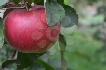 Apple. Grade Jonathan. Apples are red. Winter grade. Fruits apple on the branch. Apple tree. Agriculture. Growing fruits. Garden. Close-up. Horizontal photo