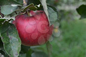 Apple. Grade Jonathan. Apples are red. Winter grade. Fruits apple on the branch. Apple tree. Agriculture. Growing fruits. Garden. Farm. Horizontal photo