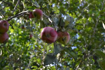 Apple. Grade Jonathan. Apples are red. Winter grade. Growing fruits. Garden. Apple tree. Agriculture. Close-up. Horizontal