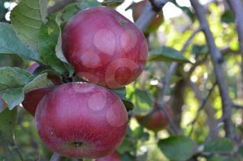 Apple. Grade Jonathan. Apples are red. Winter grade. Growing fruits. Garden. Farm. Fruits apple on the branch. Apple tree. Horizontal