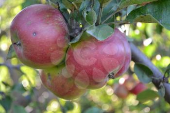 Apple. Grade Jonathan. Apples are red. Winter grade. Growing fruits. Garden. Farm. Fruits apple on the branch. Close-up. Horizontal