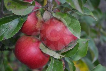 Apple. Grade Jonathan. Apples average maturity. Fruits apple on the branch. Apple tree. Agriculture. Growing fruits. Farm. Close-up. Horizontal photo