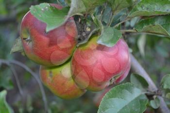 Apple. Grade Jonathan. Apples average maturity. Fruits apple on the branch. Apple tree. Agriculture. Growing fruits. Garden. Close-up. Horizontal photo