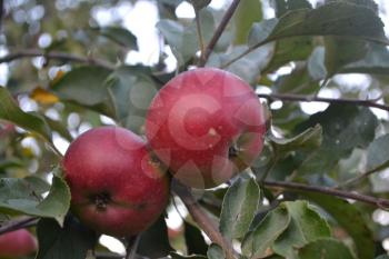 Apple. Grade Jonathan. Apples average maturity. Fruits apple on the branch. Apple tree. Agriculture. Growing fruits. Garden. Farm. Close-up. Horizontal photo