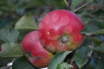 Apple. Grade Jonathan. Apples average maturity. Fruits apple on the branch. Apple tree. Agriculture. Growing fruits. Garden. Farm. Close-up. Horizontal