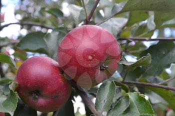 Apple. Grade Jonathan. Apples average maturity. Fruits apple on the branch. Apple tree. Garden. Farm. Close-up. Horizontal photo