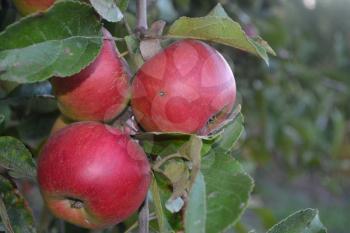Apple. Grade Jonathan. Apples average maturity. Fruits apple on the branch. Apple tree. Growing fruits. Garden. Farm. Close-up. Horizontal photo