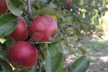 Apple. Grade Jonathan. Apples average maturity. Garden. Farm. Fruits apple on the branch. Apple tree. Agriculture. Close-up. Horizontal photo