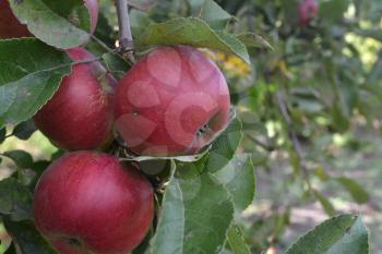 Apple. Grade Jonathan. Apples average maturity.  Growing fruits. Garden. Farm. Fruits apple on the branch. Apple tree. Close-up. Horizontal photo