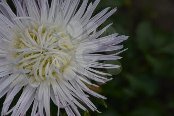 Aster garden. White. Needle petal. Sort by star-like. Horizontal photo. Close-up. Green Garden. Sunny