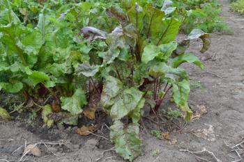 Beta vulgaris. Beet. Garden, farm. Beet growing in the vegetable garden