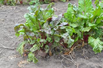 Beta vulgaris. Beet. Garden, field. Beet growing in the vegetable garden