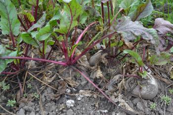 Beta vulgaris. Beet. Garden, farm. Beet growing in the vegetable garden. Photos of nature. Horizontal photo