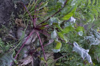 Beta vulgaris. Beet. Garden, field, farm. Beet growing in the vegetable garden. Vertical photo