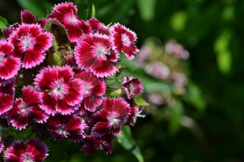 Cloves Turkish. Dianthus barbatus. Garden plants. Flower. Perennial. Horizontal photo