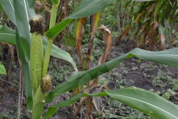 Corn. Zea mays subsp. mays. Corn grows in the garden. Flowers corn. Farm. Field. Garden. Close-up. Horizontal photo