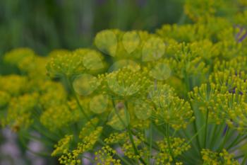 Dill. Anethum graveolens.  Short-lived annuals. Medicinal plant. dill flowers. On blurred background. Field. Growing herbs. Horizontal photo
