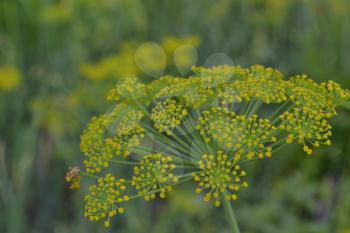 Dill. Anethum graveolens.  Short-lived annuals. Medicinal plant. dill flowers. On blurred background. Field. Growing herbs. Horizontal