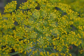 Dill. Anethum graveolens. Short-lived annuals. Medicinal plant. dill flowers. On blurred background. Garden. Field. Close-up. Horizontal photo