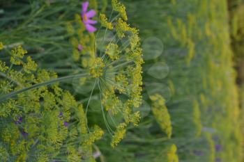 Dill. Anethum graveolens. Short-lived annuals. Medicinal plant. dill flowers. On blurred background. Garden. Field. Growing herbs. Vertical photo