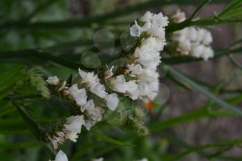 Dried flowers. Limonium sinuatum. Statice sinuata. Flower white. Close-up. Garden. Flowerbed. Growing flowers. Vertical photo