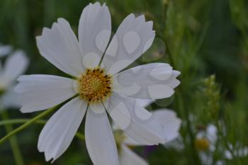 Flower cosmos white. Flower closeup. Cosmos bipinnatus. Garden. Flowerbed