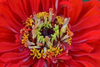 Flower major. Zinnia elegans. Flower bright red. Close-up. Garden. Floriculture. Horizontal