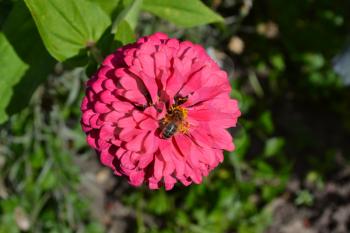 Flower major. Zinnia elegans. Flower pink. Bee. Close-up. In the sunlight. Garden. Field. Floriculture. Large flowerbed. Horizontal