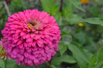 Flower major. Zinnia elegans. Flower pink. Fly on a flower. Close-up. Garden. Field. Floriculture. Large flowerbed. Horizontal