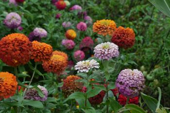 Flower major. Zinnia elegans. Many different colors of flowers - orange, pink, red. Floriculture. Large flowerbed. Horizontal