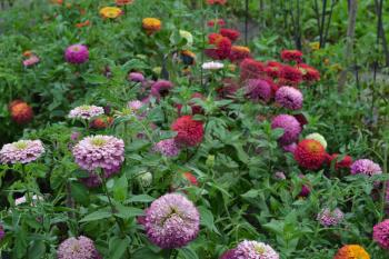 Flower major. Zinnia elegans. Many different colors of flowers - orange, pink, red. Garden. Field. Large flowerbed. Horizontal photo