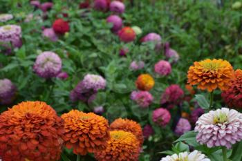 Flower major. Zinnia elegans. Many different colors of flowers - orange, pink, red. Garden. Floriculture. Large flowerbed. Horizontal photo
