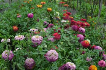 Flower major. Zinnia elegans. Many different colors of flowers - orange, pink, red. Garden. Large flowerbed. Horizontal photo