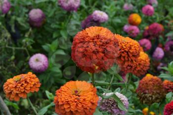 Flower major. Zinnia elegans. Many different colors of flowers - orange, pink, red. Large flowerbed. Field. Floriculture. Horizontal photo