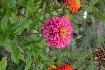Flower major. Zinnia elegans. Many flowers of different colors - orange, pink. Garden. Field. Floriculture. Large flowerbed. Vertical photo