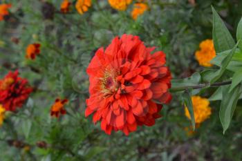 Flower major. Zinnia elegans. Many flowers of different colors - orange, red. Garden. Field. Floriculture. Large flowerbed. Vertical