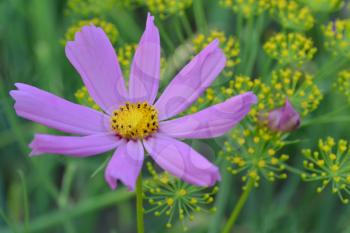 Flower pink cosmos. Flower closeup. Cosmos bipinnatus. Garden. Field
