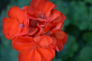 Geranium red. Pelargonium. Garden plants. Flower. Close-up. Beautiful inflorescence. Against the background of green leaves