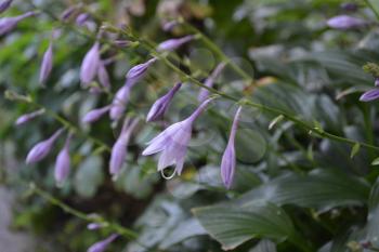 Hosta. Hosta plantaginea. Hemerocallis japonica. Floral bushes. Large leaves are green in color. Purple flower similar to a lily. Garden. Flowerbed. Flowers. Horizontal