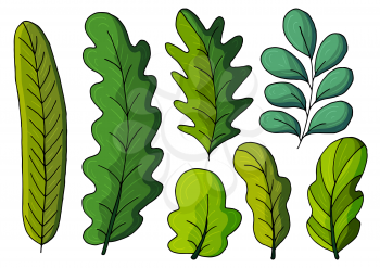 Collection of decorative green leaves. Vector elements for your design. Set of illustrations in hand draw style