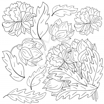 Peonies. Set of bouquets, inflorescences, leaves and flowers as separate elements. Monochrome peonies in hand draw style. Vector flowers for flyers, invitations